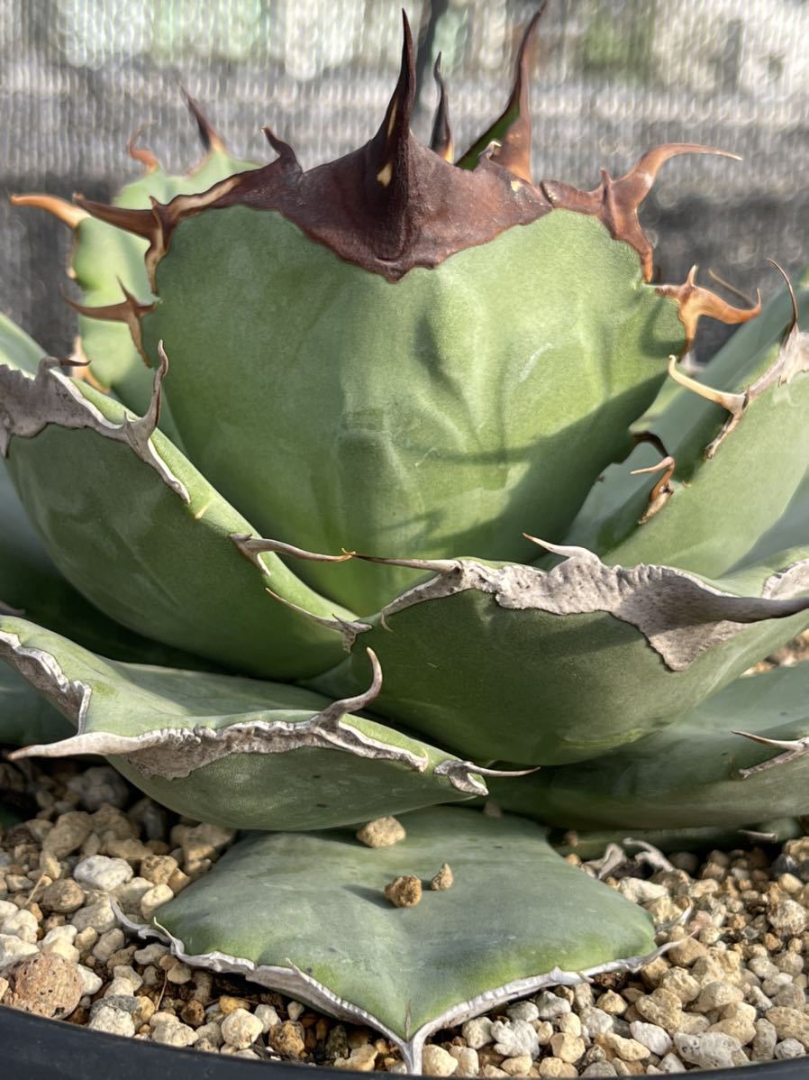 多肉植物アガベ チタノタ黒豹極上株(アガベ)|売買されたオークション