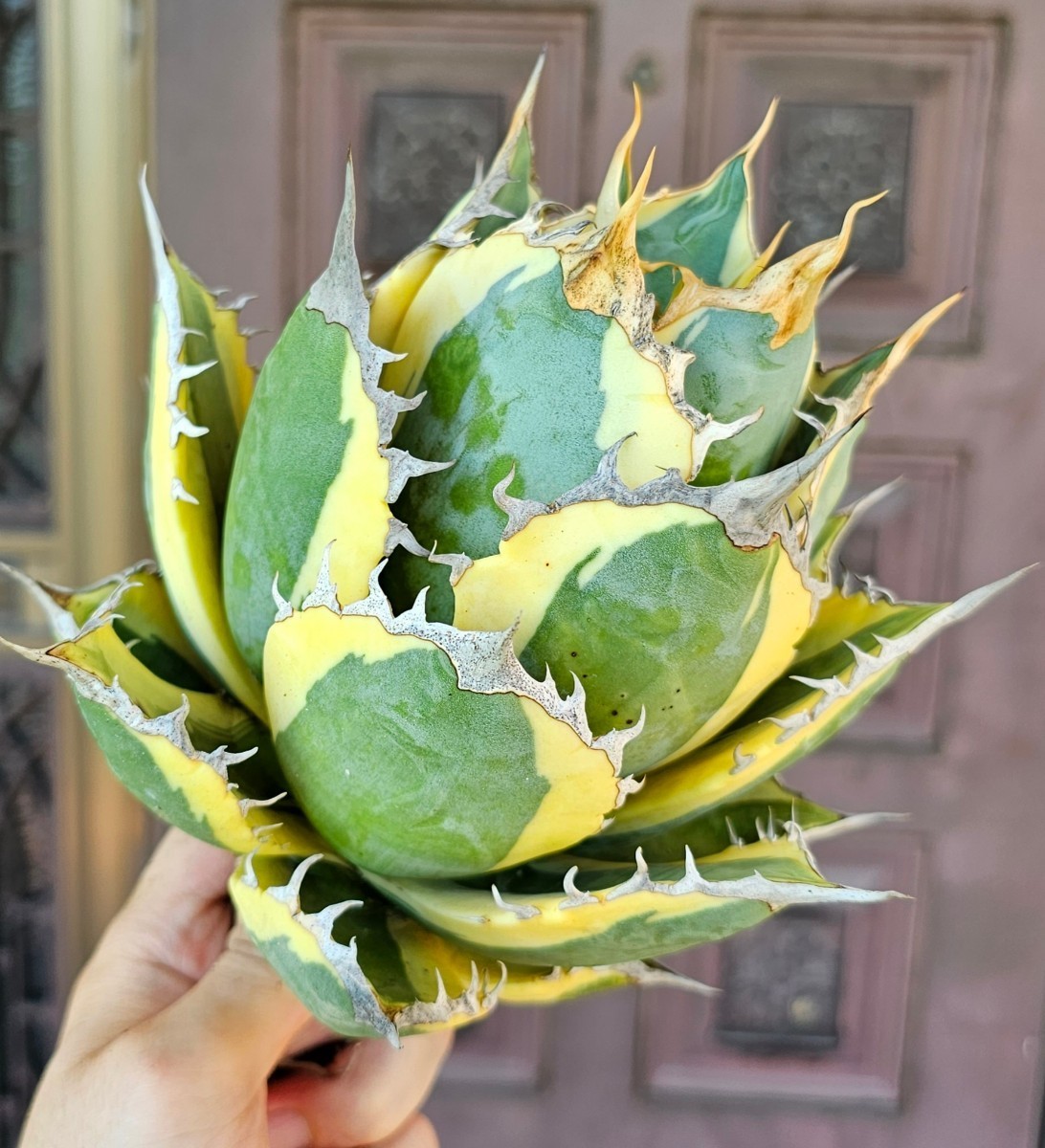 スナグルトゥース ボール 検(agave FO 076 チタノータ アガベ 白鯨