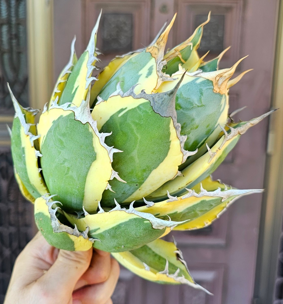 スナグルトゥース ボール 検(agave FO 076 チタノータ アガベ 白鯨
