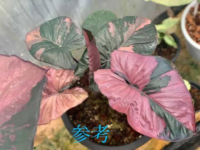 新規出店 ※ pink variegated”セレンディピティ☆ピンク☆斑入り☆アロ