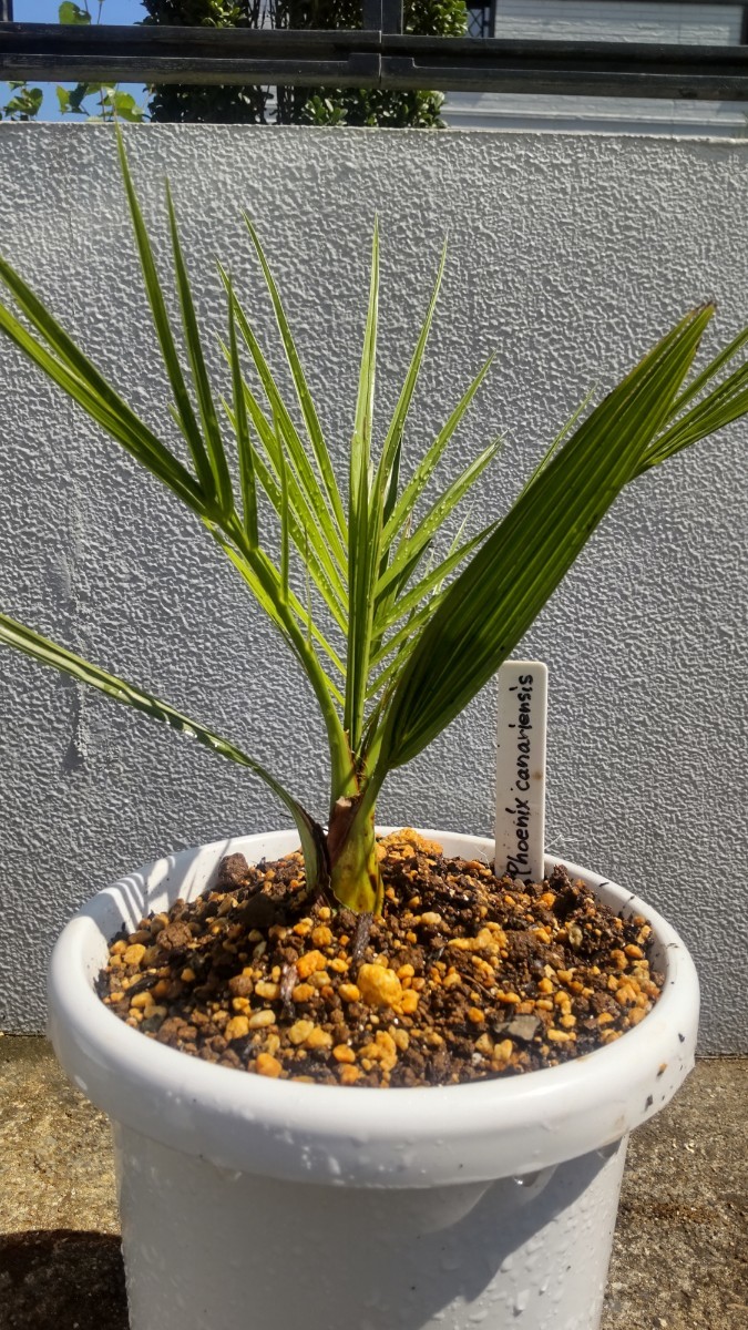 カナリーヤシ Phoenix canariensis 現品苗1本 フェニックス属 ヤシ