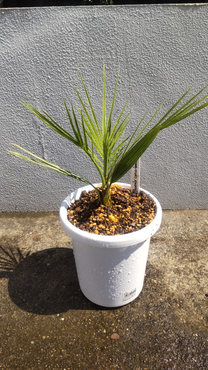 カナリーヤシ Phoenix canariensis 現品苗1本 フェニックス属 ヤシ