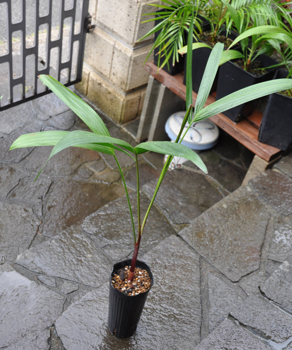 ディプシス バロニー 'ブラックペティオ―ル' （Dypsis baronii'Black Petiole' ） バコナパーム 送料無料_画像6