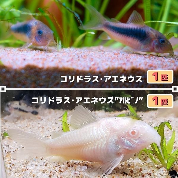 熱帯魚　コリドラス・アエネウス & コリドラス・アエネウス アルビノ　2匹セット（各1匹）　※雄雌のご指定不可　赤コリ　白コリ_画像1