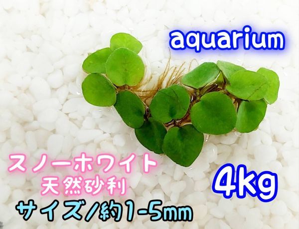 スノーホワイト 天然 砂利1-5mm 4kg アクアリウム メダカ 熱帯魚 グッピー レイアウト_画像1