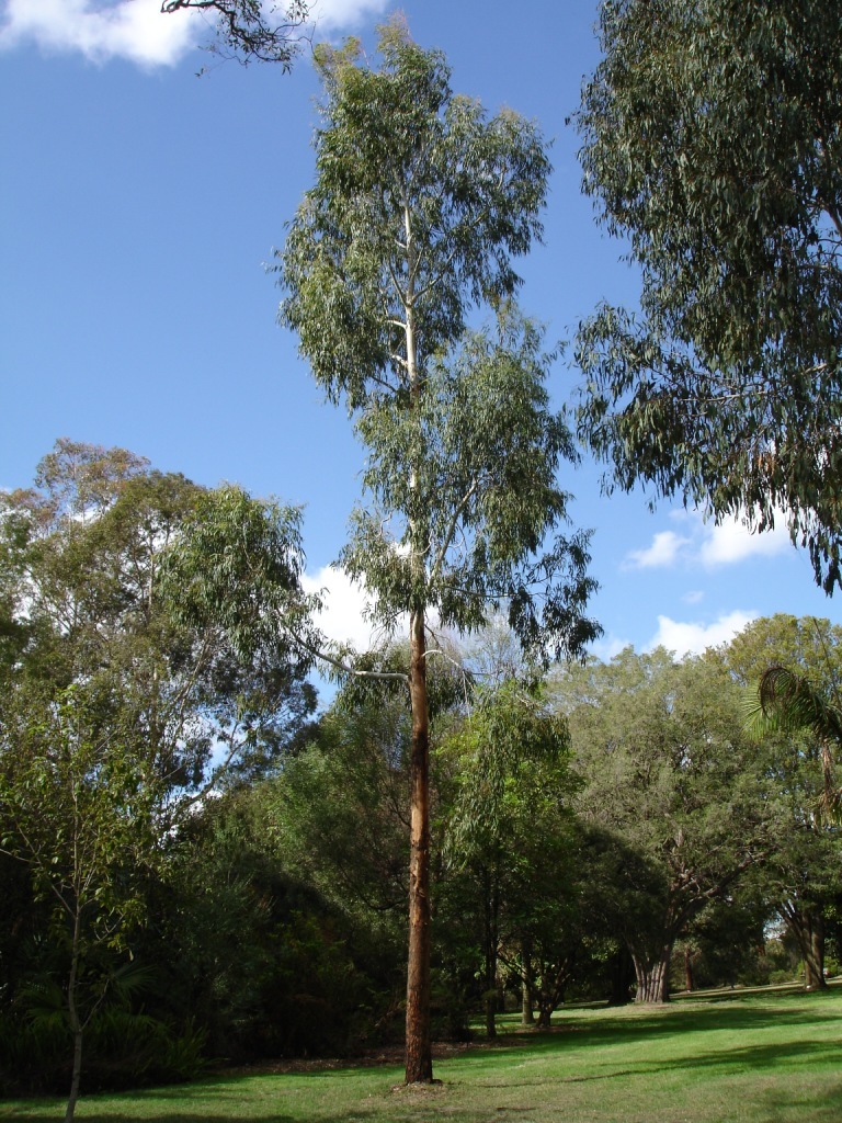 種子　原種　Eucalyptus viminalis subsp. viminalis　50粒　ハーブ　リボン ガム ユーカリ　ビミナリス　庭木　植木_画像1