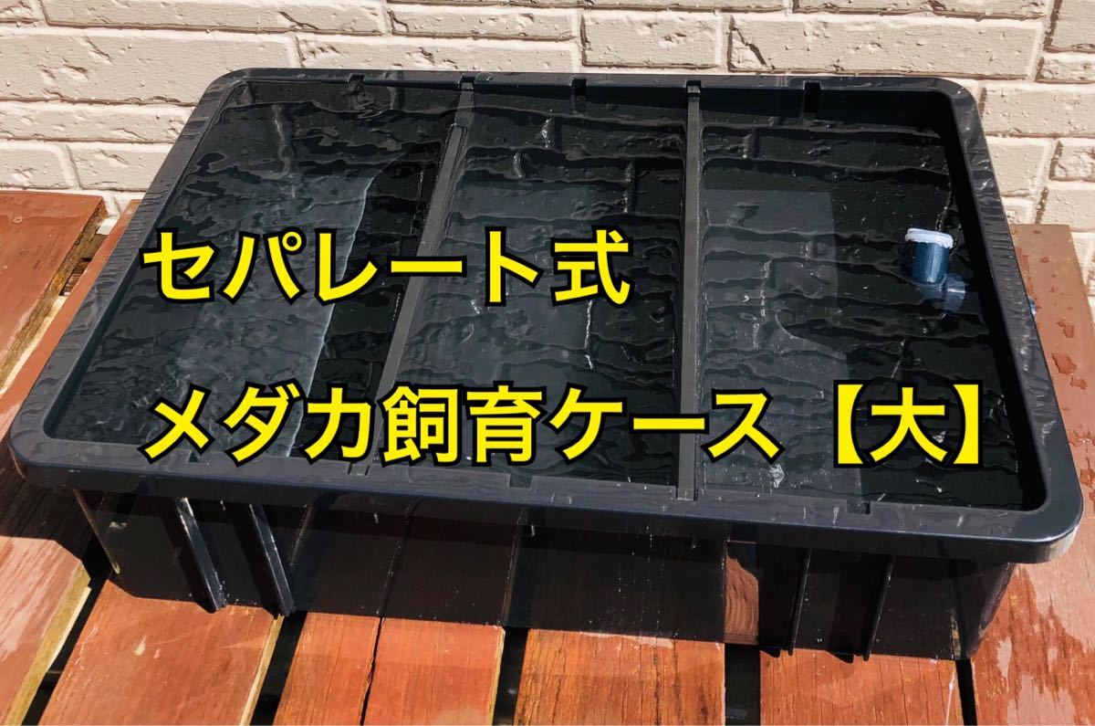めだか飼育ケース セパレート【大】|Yahoo!フリマ(旧PayPay めだか飼育ケース セパレート【大】|Yahoo!フリマ(旧PayPay