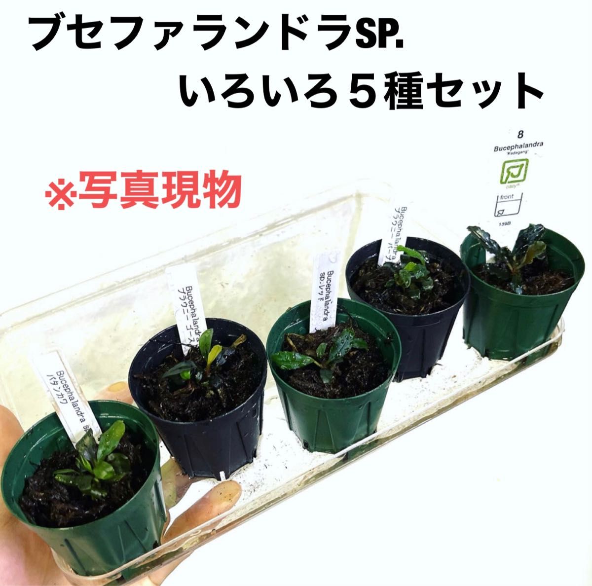 ◆専用◆ブセファランドラSP.5種セット(いろいろ) #ブセさかな屋 水草 クダカン