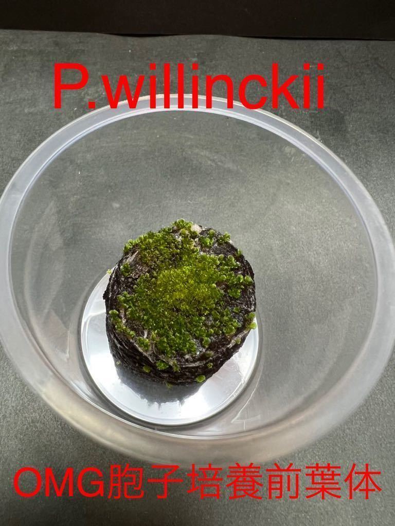 P.willinckii OMG胞子培養前葉体①-