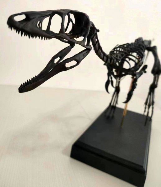 第二段！ ★ 1,000円～売切！★ 高品質！3Dスキャン 複製 ★ シノサウロプテリクス（Sinosauropteryx）原寸１：１ 骨格　羽毛恐竜_画像2