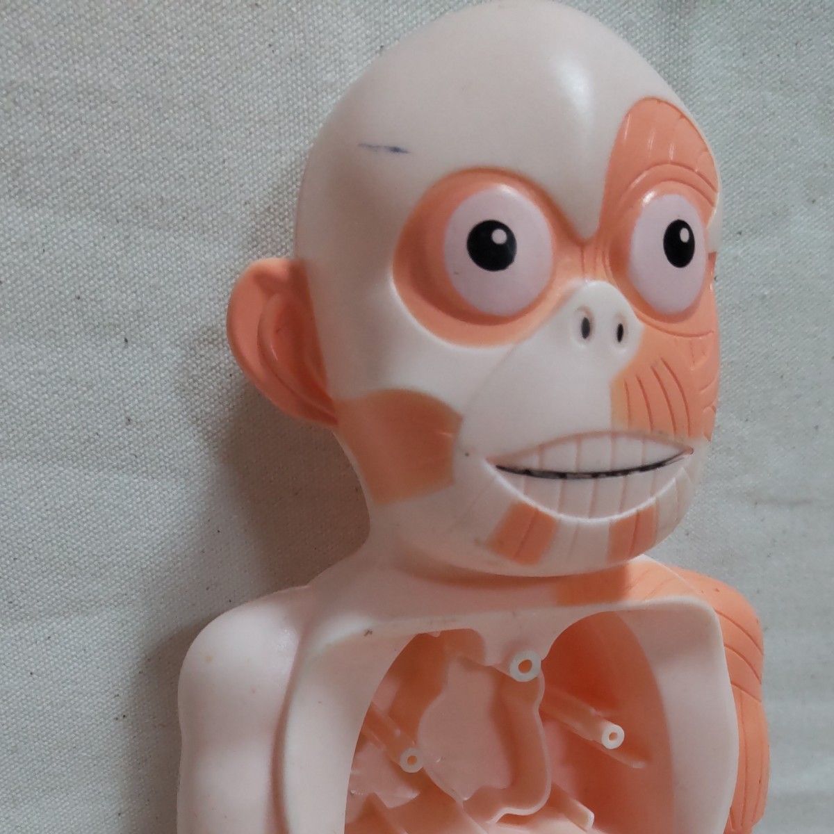 【新品】人体模型 B(大)　おもちゃ　子供向け　パズル　モンテッソーリ　人体パズル　理科　プラモデル