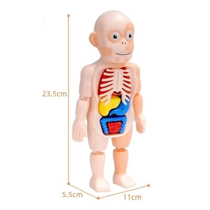 【新品】人体模型 B(大)　おもちゃ　子供向け　パズル　モンテッソーリ　人体パズル　理科　プラモデル