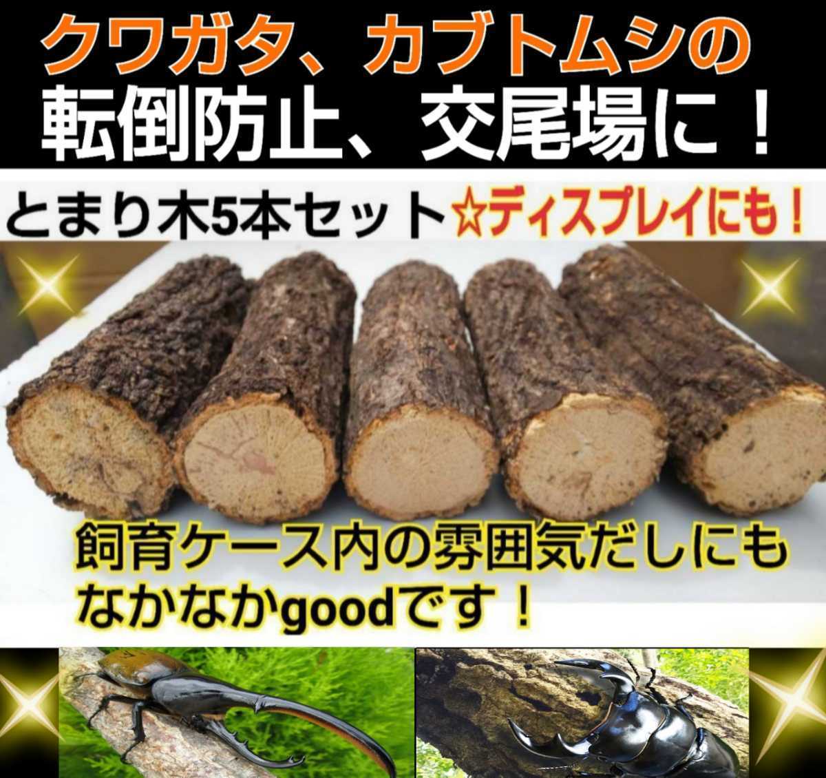  free shipping!... tree 5 pcs set! stag beetle, rhinoceros beetle . most ... konara oak . sawtooth oak, * case inside display .. house, turning-over prevention,. tail. place optimum 