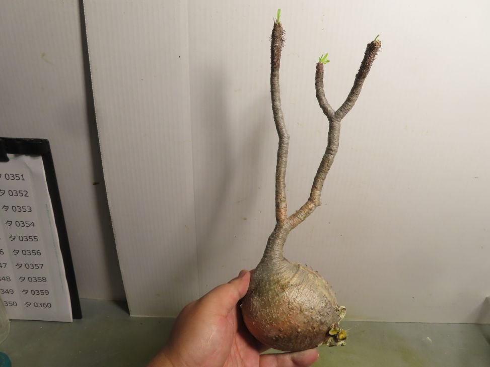 良質トップ タ0307 「塊根植物」パキポディウム グラキリス M 抜き苗