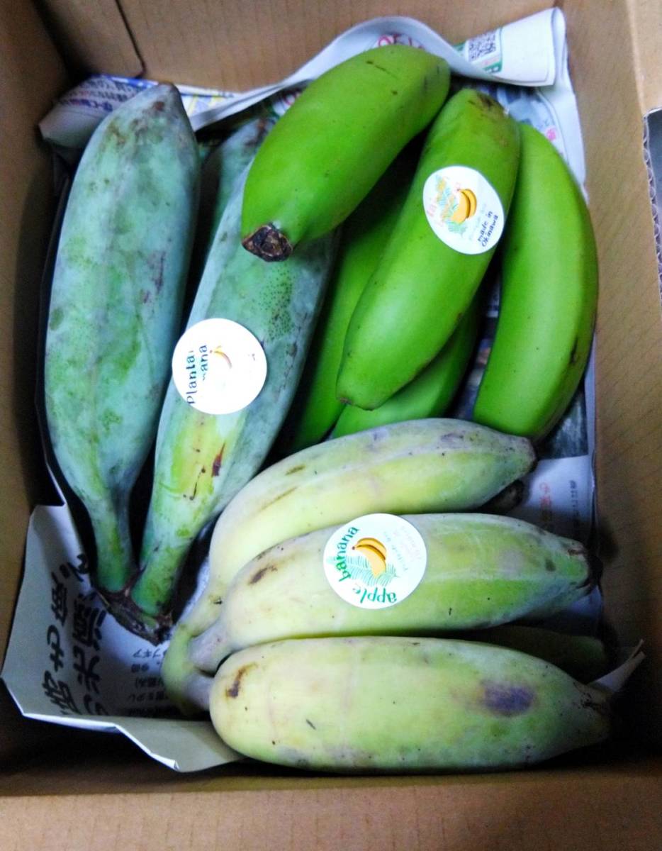 人気の国産バナナ３種！食べ比べ！沖縄本島北部産！３種バナナ