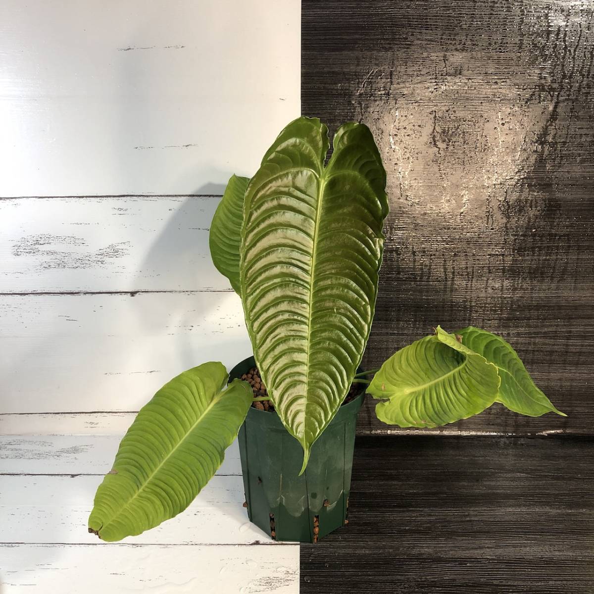 アンスリウムの ベイチー ナローフォーム | Anthurium veichii narrow