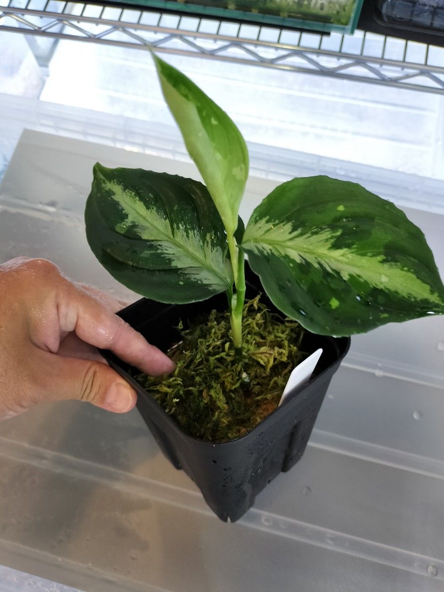 Aglaonema pictum 【AZ0322-1b】 アグラオネマ ピクタム トリ Aglaonema pictum 【AZ0322-1b】 アグラオネマ ピクタム トリ
