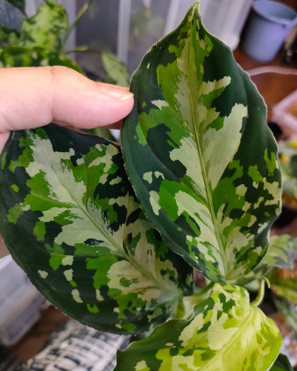 Aglaonema pictum 【AZ0322-1b】 アグラオネマ ピクタム トリ Aglaonema pictum 【AZ0322-1b】 アグラオネマ ピクタム トリ