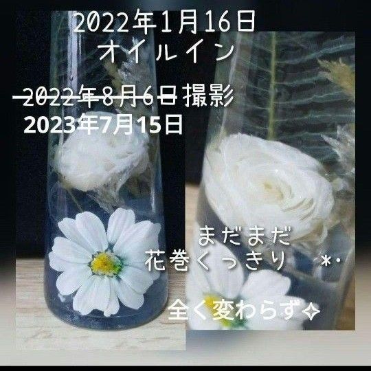 グラデーションレースジニア 加工花材 ハーバリウム花材 花材BOX 花材セット
