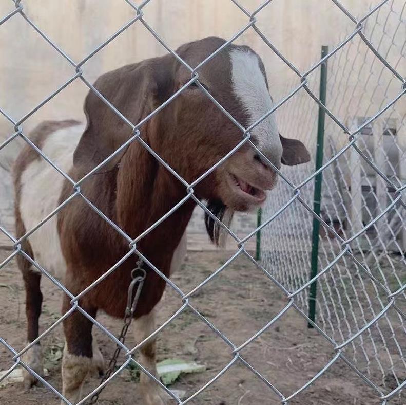 最低価格の リンクフェンス ワイヤー 動物園フエンス ドッグラン 犬