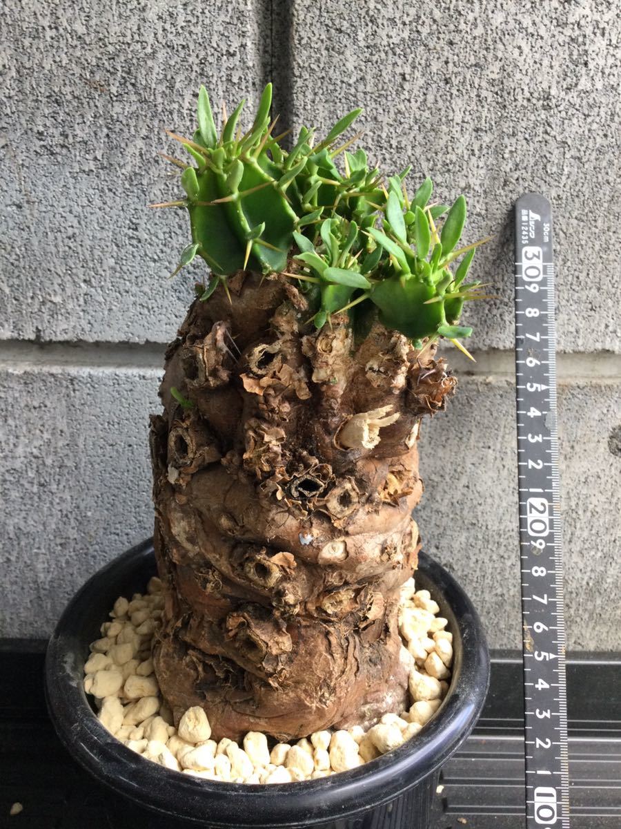 激安買取 銀座 ユーフォルビア ムランジーナ 6 Euphorbia mlangeana 発