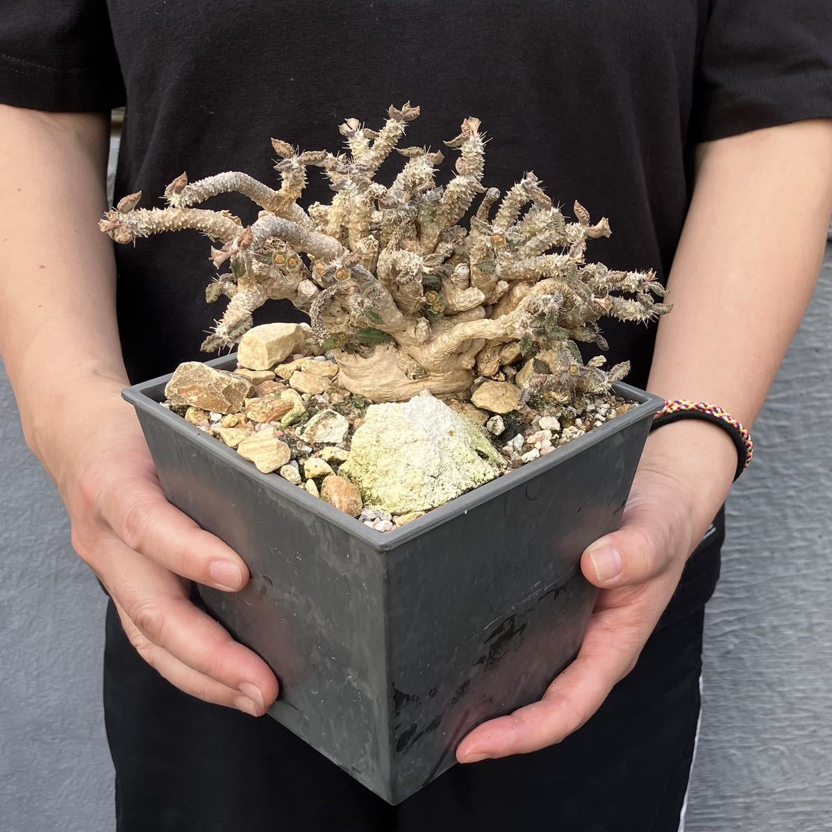 ヤフオク! - 現地輸入大株白肌 トゥレアレンシス ユーフォルビア 鉢付き...