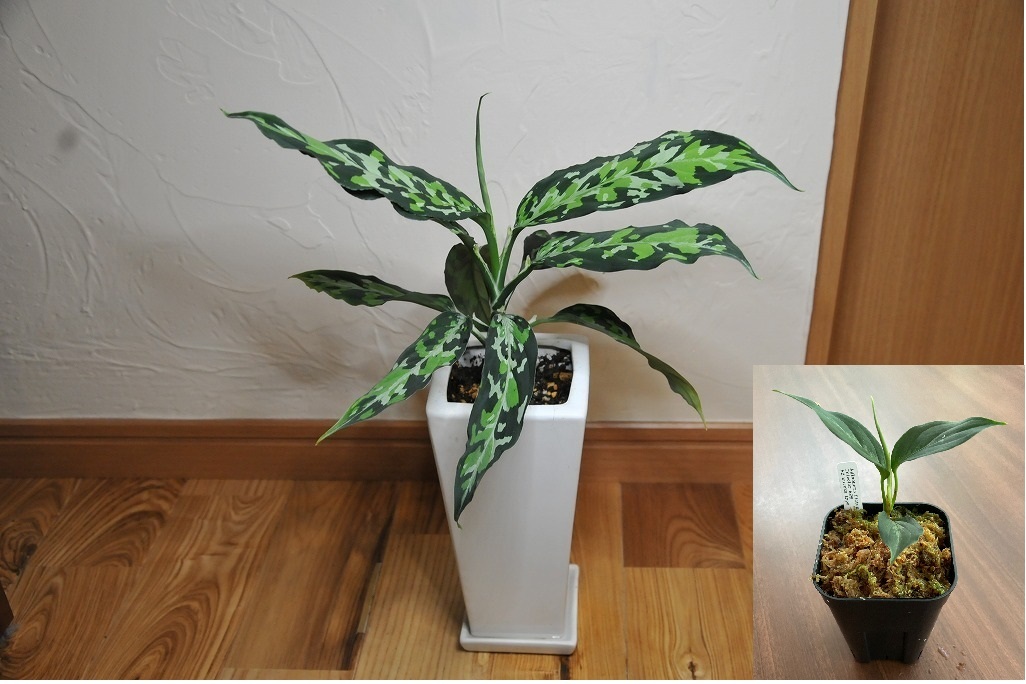 Aglaonema pictum tricolour AZ Eureka type アグラオネマ ピクタム