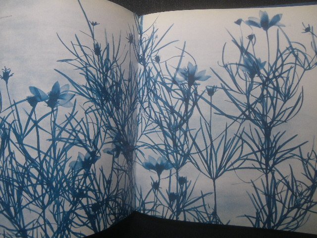 Zeva Oelbaum Blue Prints サイアノタイプ 洋書写真集 植物標本 ブループリント The Natural World in Cyanotype Photographs_画像2