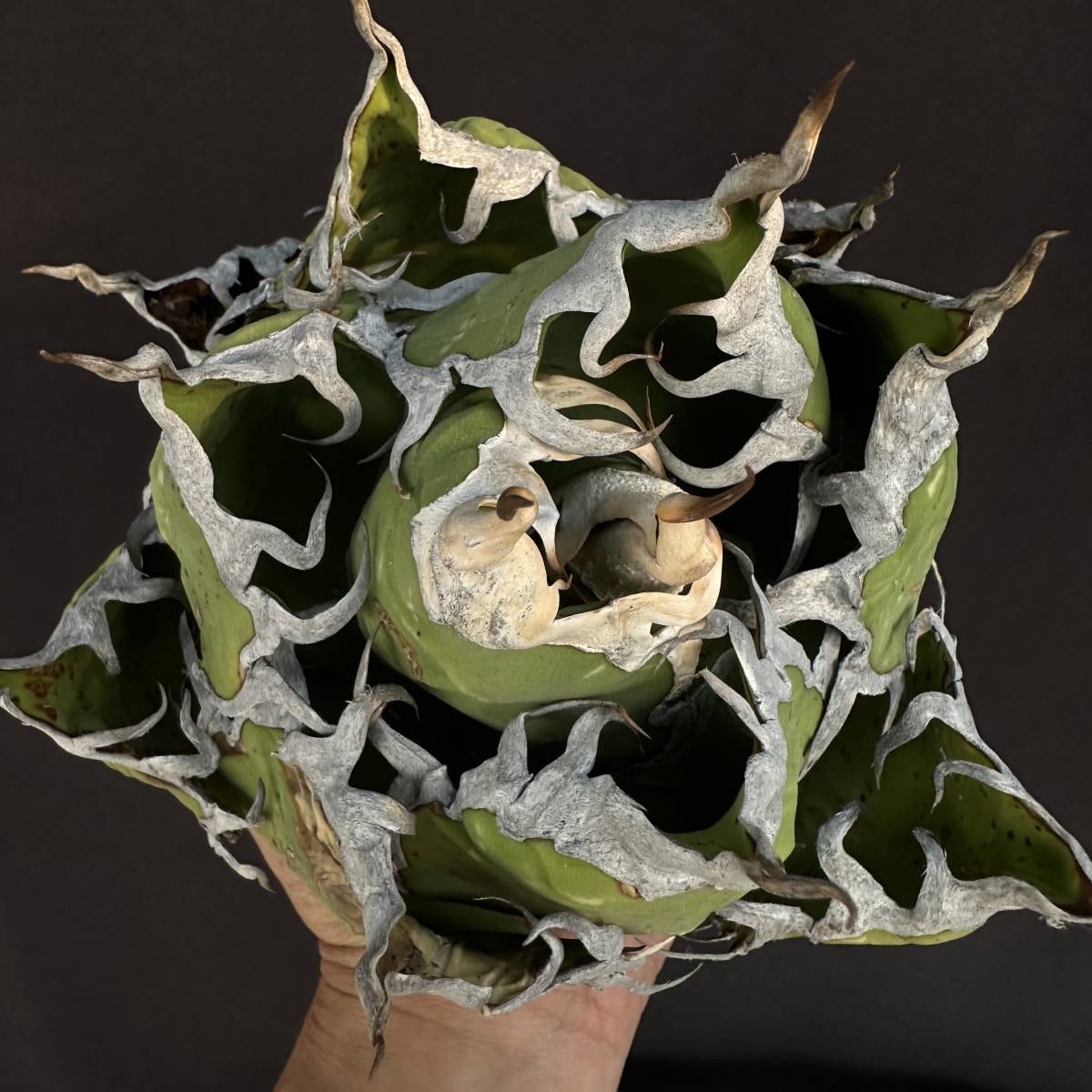 早い者勝ち PTL035 Agave oteroi Oaxaca special株 アガベ オテロイ 強