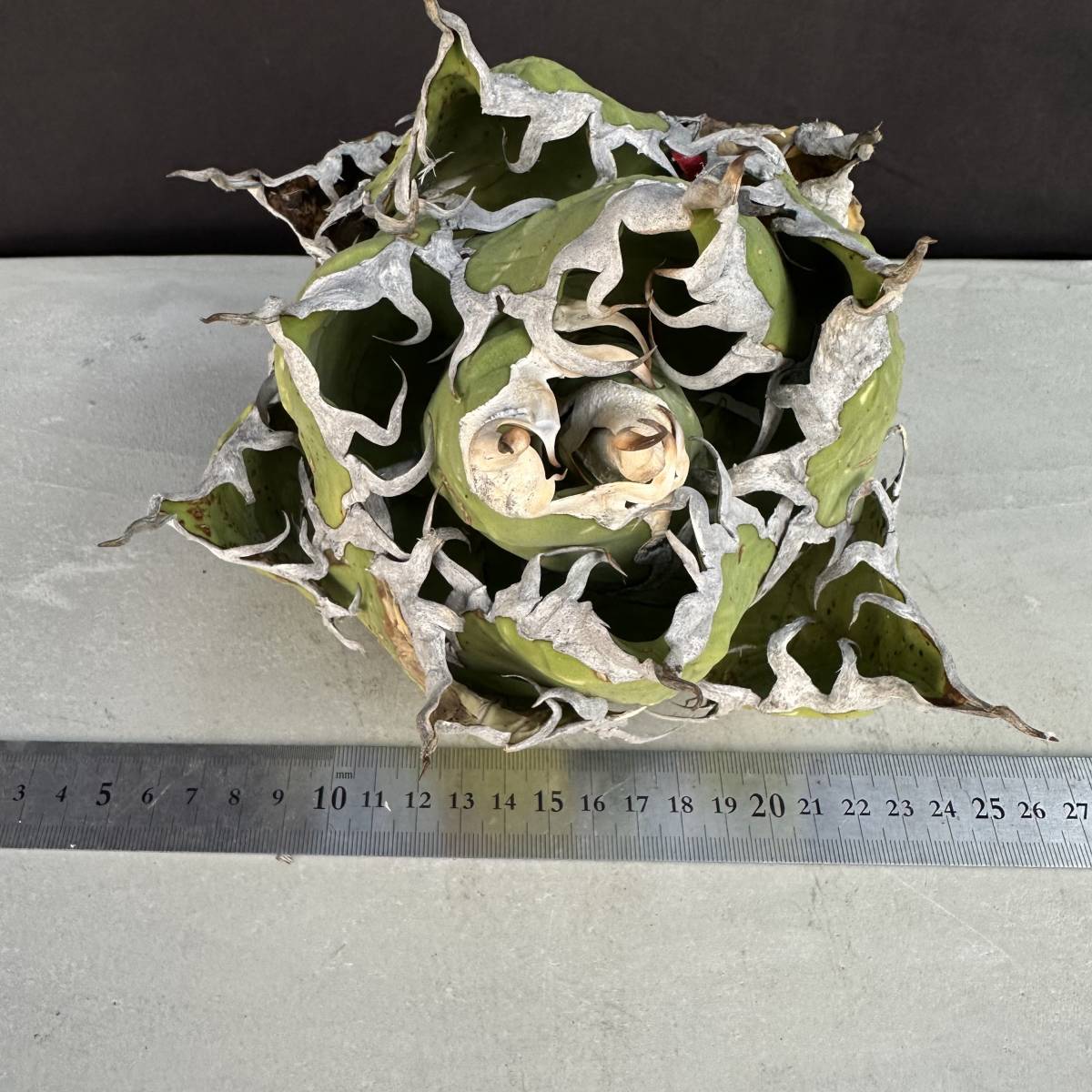 早い者勝ち PTL035 Agave oteroi Oaxaca special株 アガベ オテロイ 強