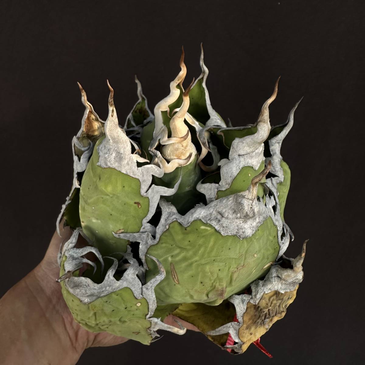 早い者勝ち PTL035 Agave oteroi Oaxaca special株 アガベ オテロイ 強