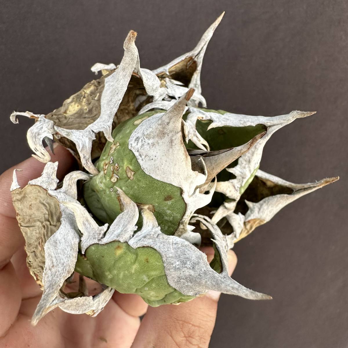 PTL048 Agave oteroi Oaxaca special株 アガベ オテロイ 強棘