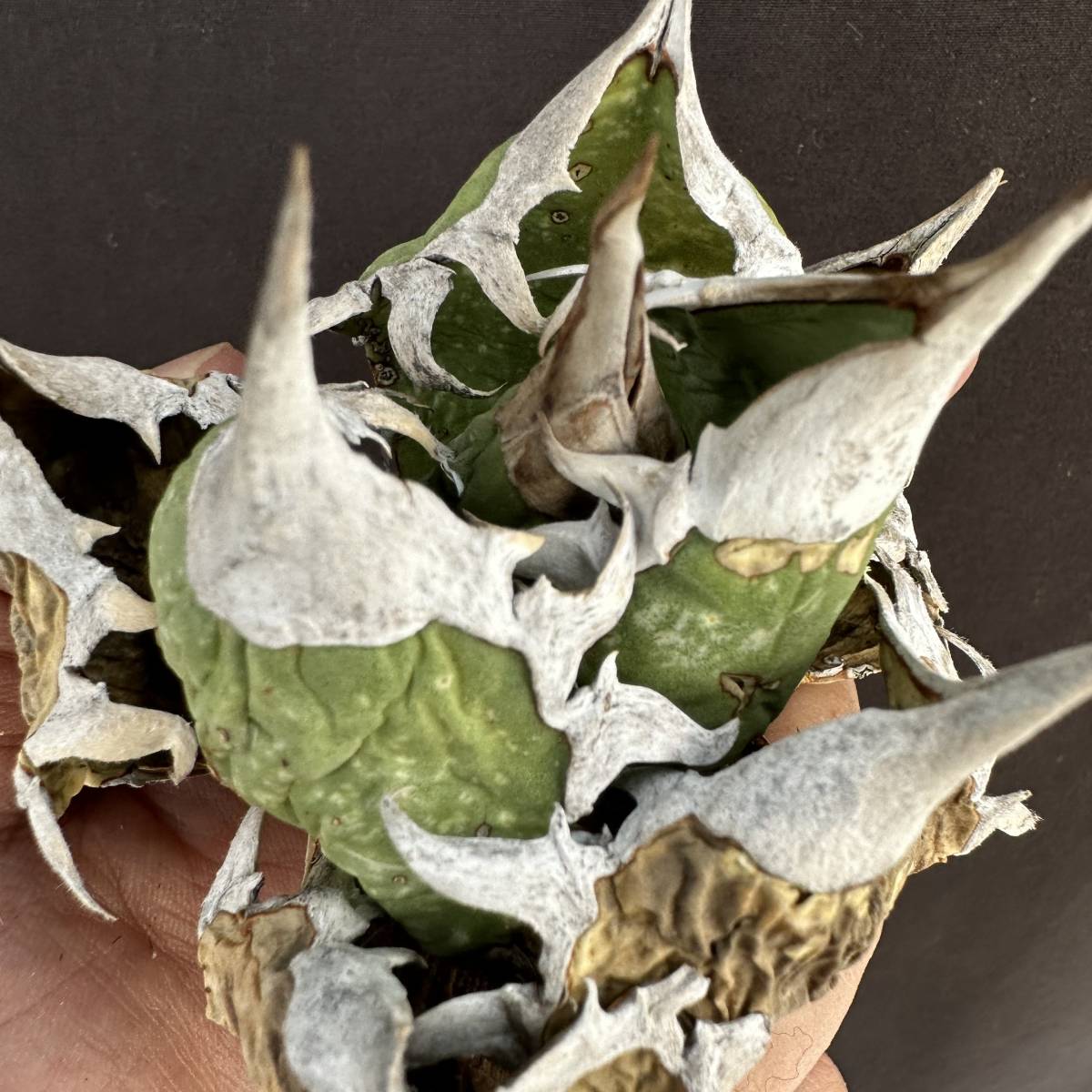 PTL048 Agave oteroi Oaxaca special株 アガベ オテロイ 強棘