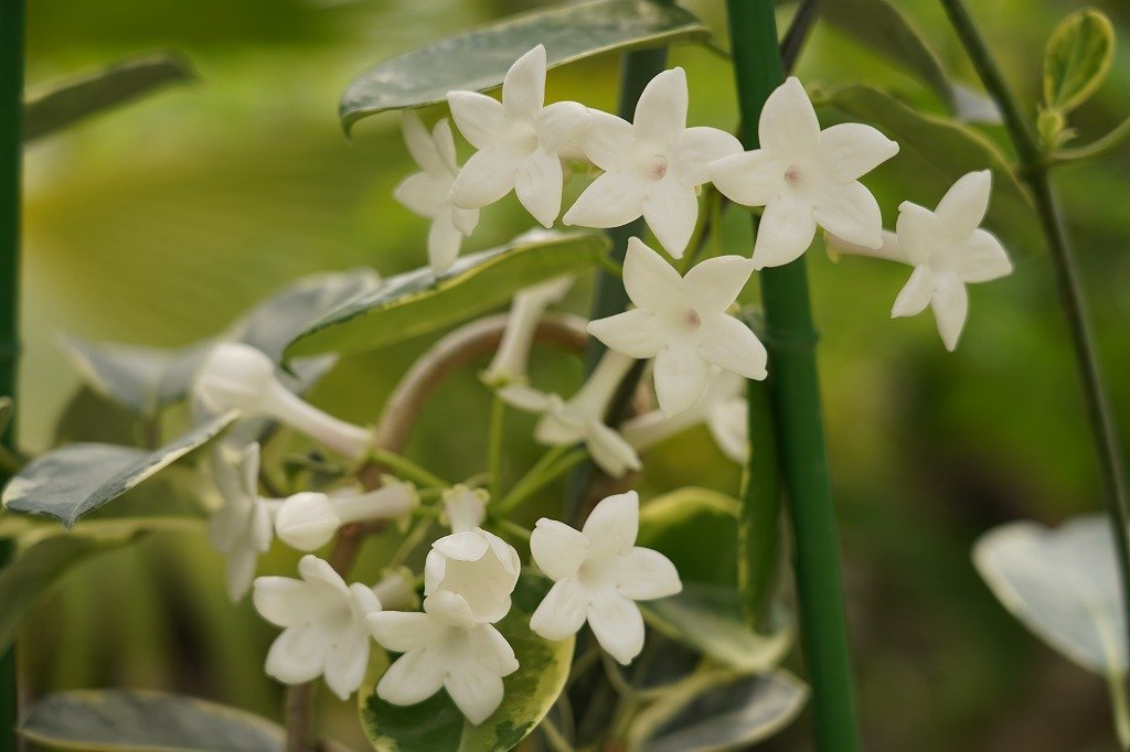 ☆TO☆意外と売っていないマダガスカルジャスミン斑入り Stephanotis