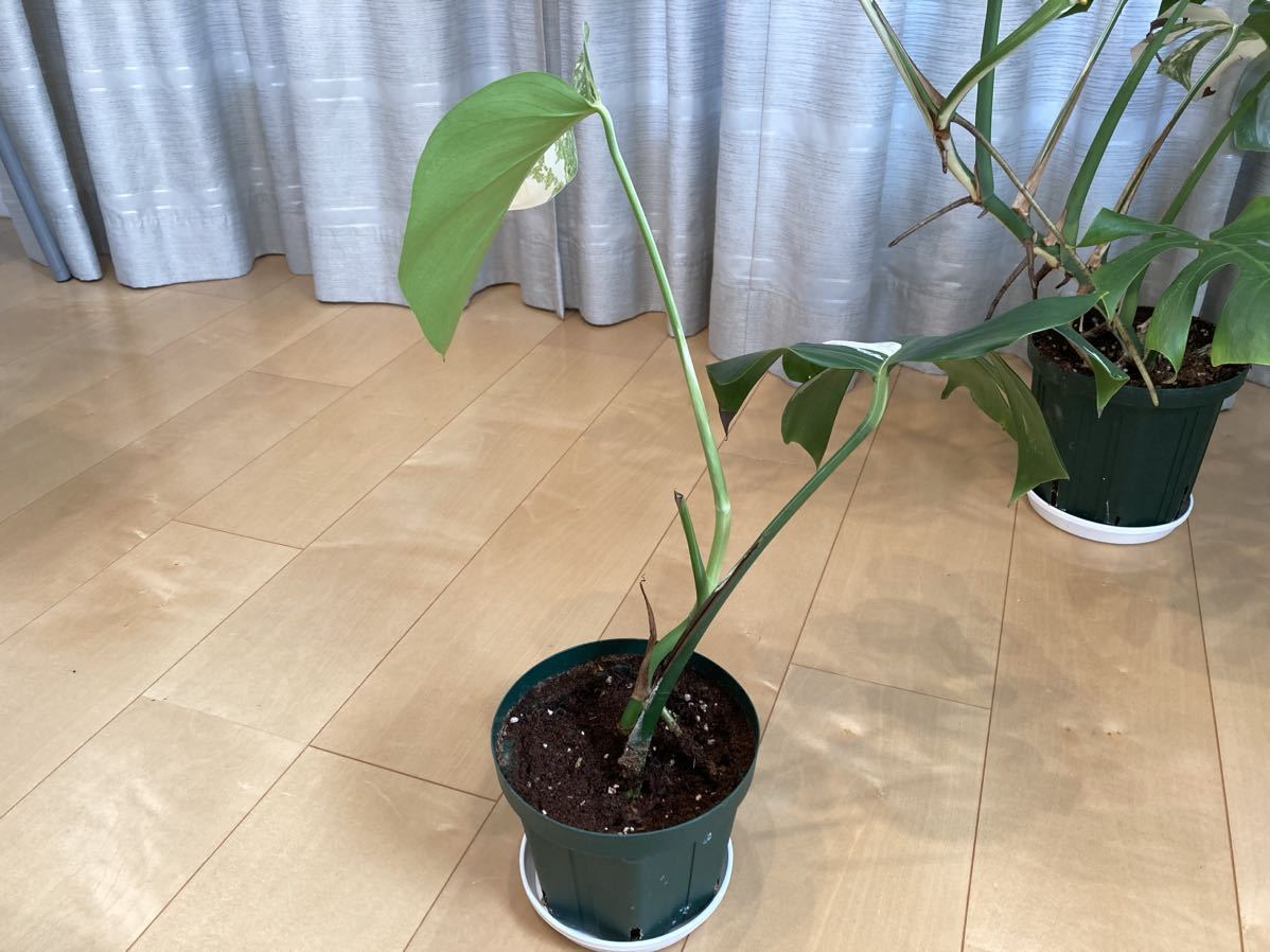 モンステラ ボルシギアナ 斑入り Monstera Borsigiana の商品詳細