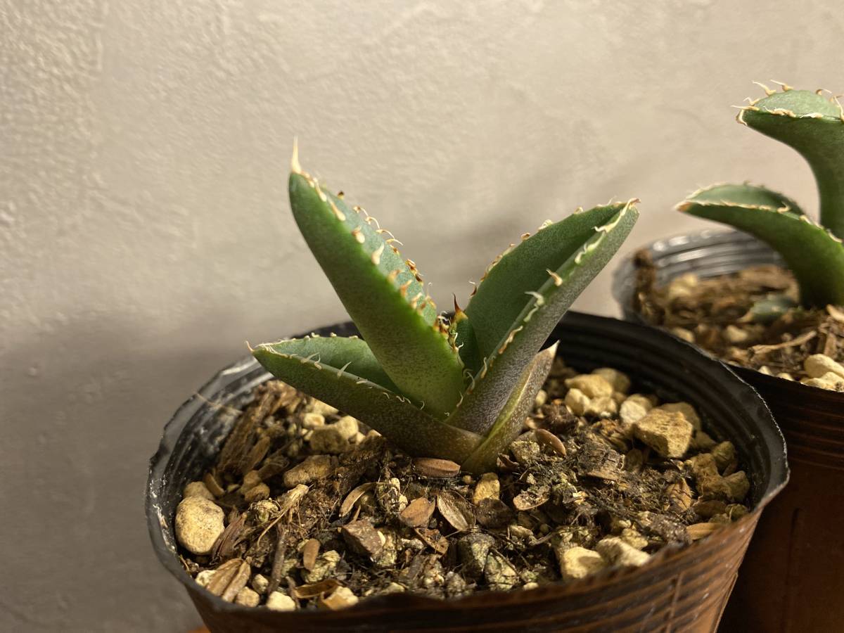 A アガベ オテロイ Agave oteroi 実生 2鉢セット | trak3sixty.com