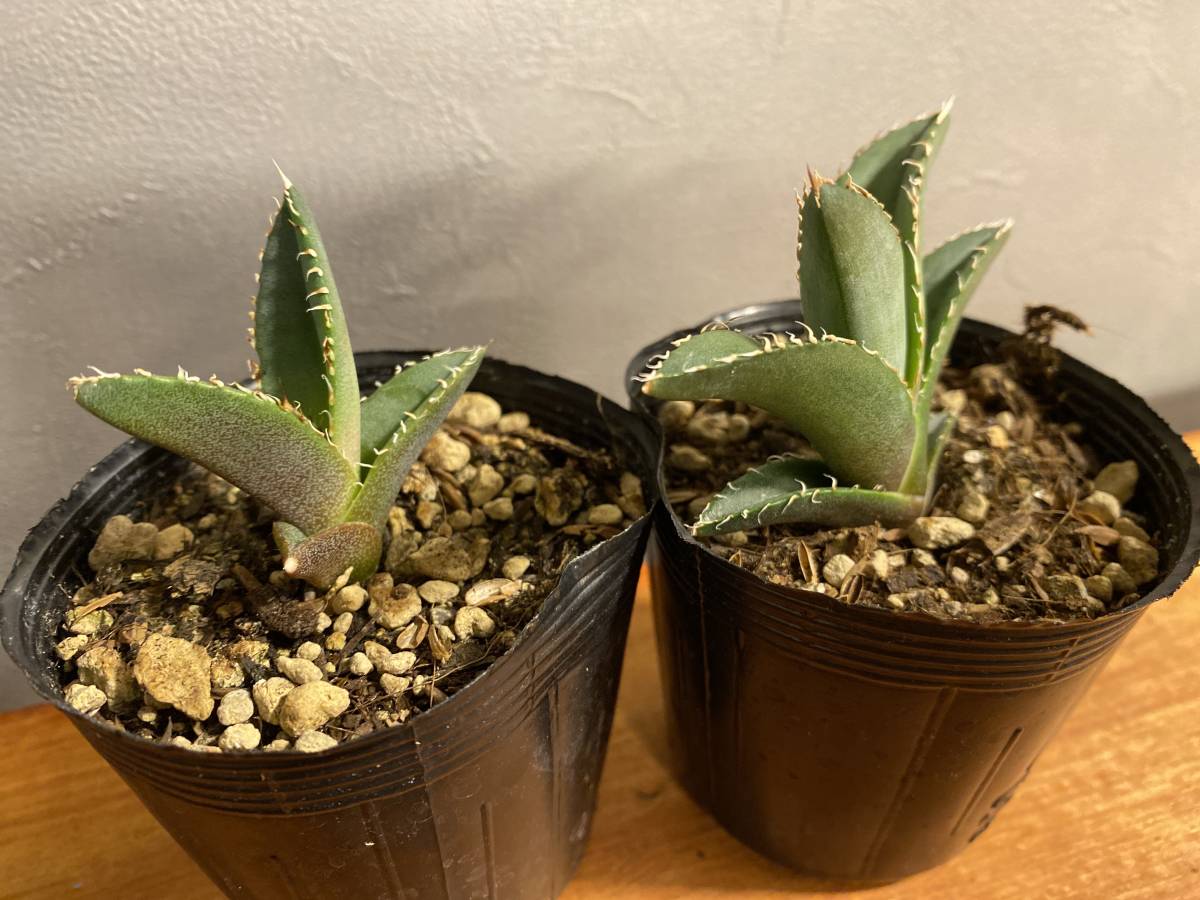 A アガベ オテロイ Agave oteroi 実生 2鉢セット | qacademy.co