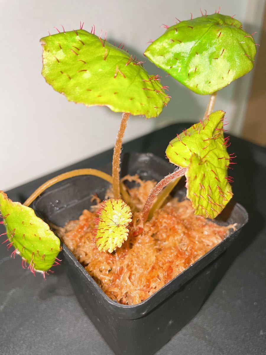 Begonia limprichtii ベゴニア/原種/熱帯植物/パルダリウム/山野草 