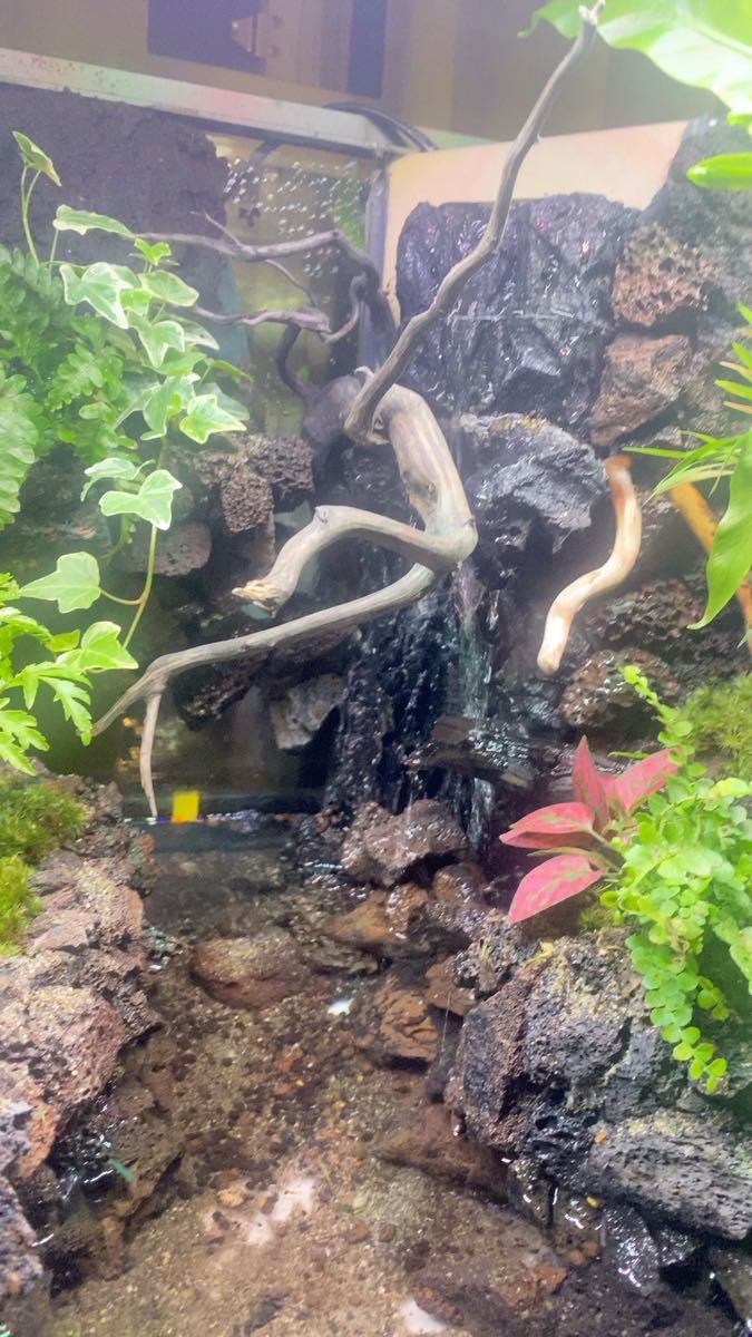 アクアテラリウム オーダーメイドページ 水槽