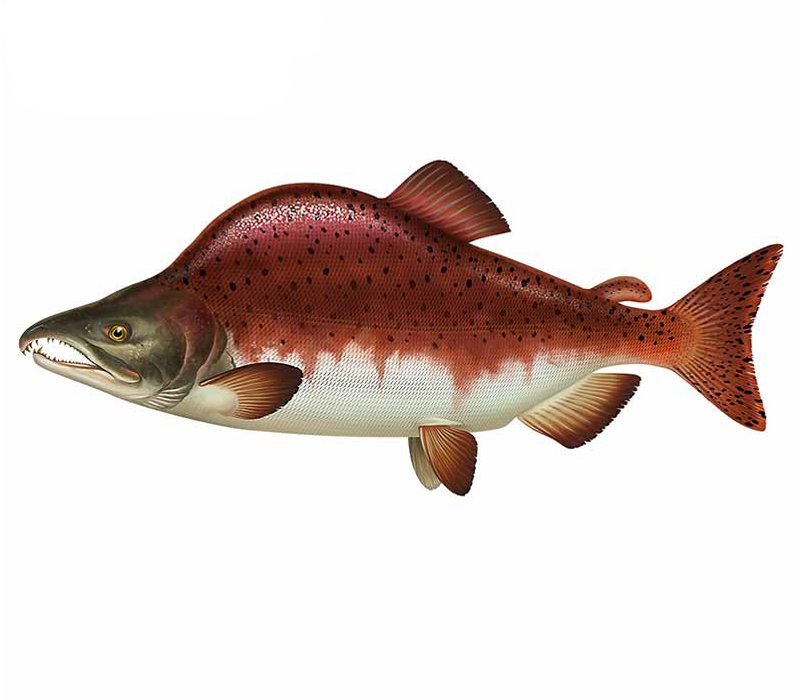  salmon форель стикер 13×6 (cm) Salmon03 [ fly шерсть игла рыбалка рыба . лосось рыбалка ]