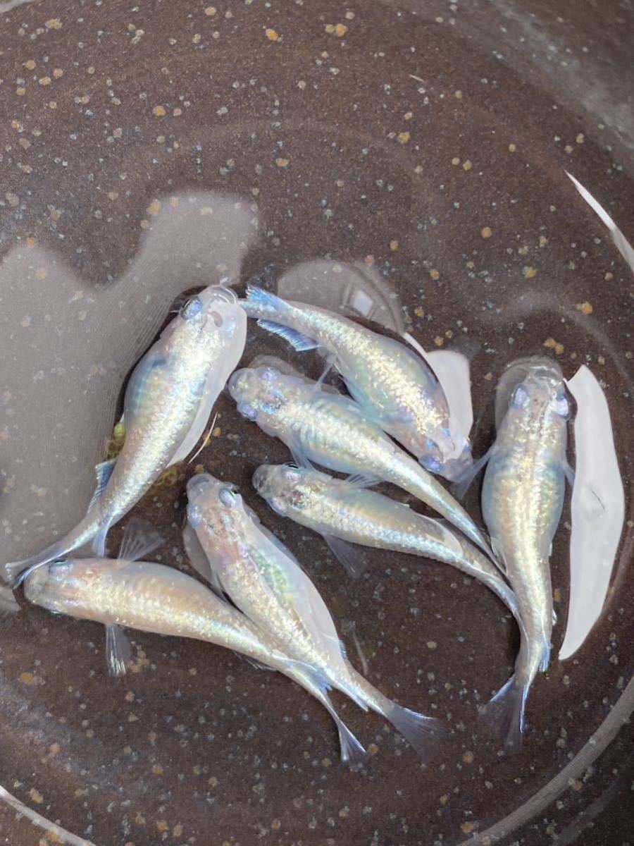 在庫ラスト　5/11で出品終了　オリジナル銀魁大きめ稚魚10匹　レッドクリフ　琥珀　和墨　ラメ王　ミッドナイトフリル　_親魚です。