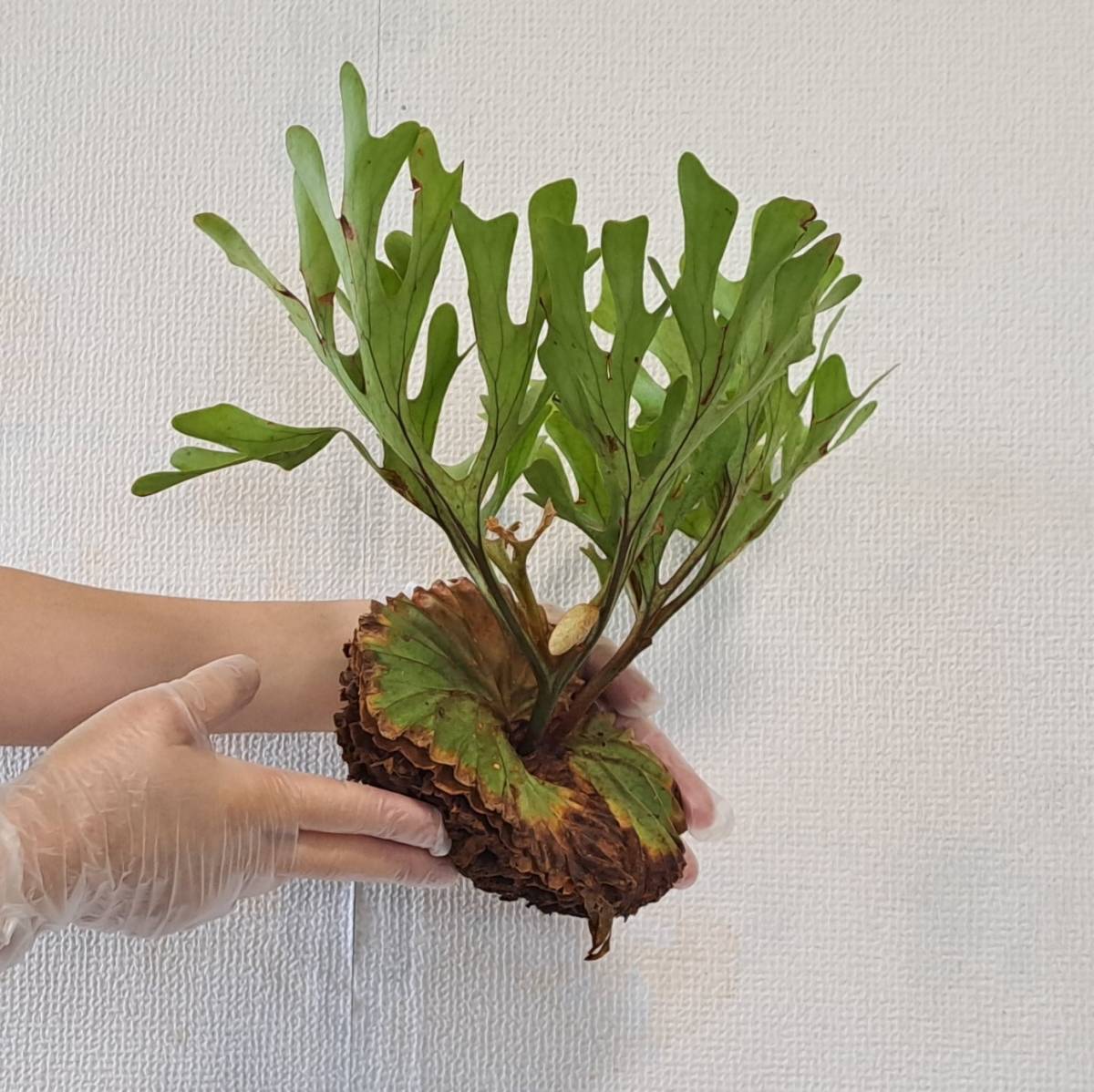 ☆1円スタート☆36 ビカクシダ 植物☆Platycerium ridleyi (プラティケ