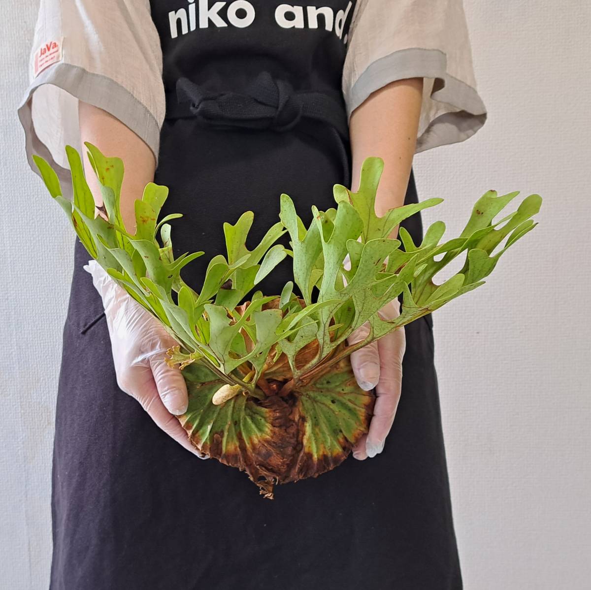 ☆1円スタート☆36 ビカクシダ 植物☆Platycerium ridleyi (プラティケ