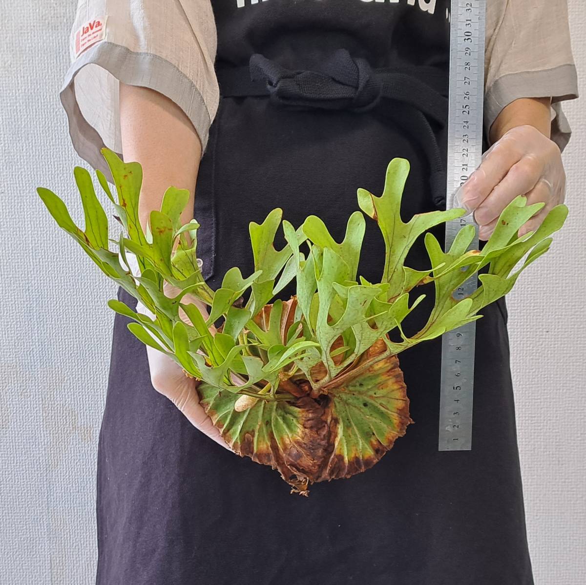 ☆1円スタート☆36 ビカクシダ 植物☆Platycerium ridleyi (プラティケ