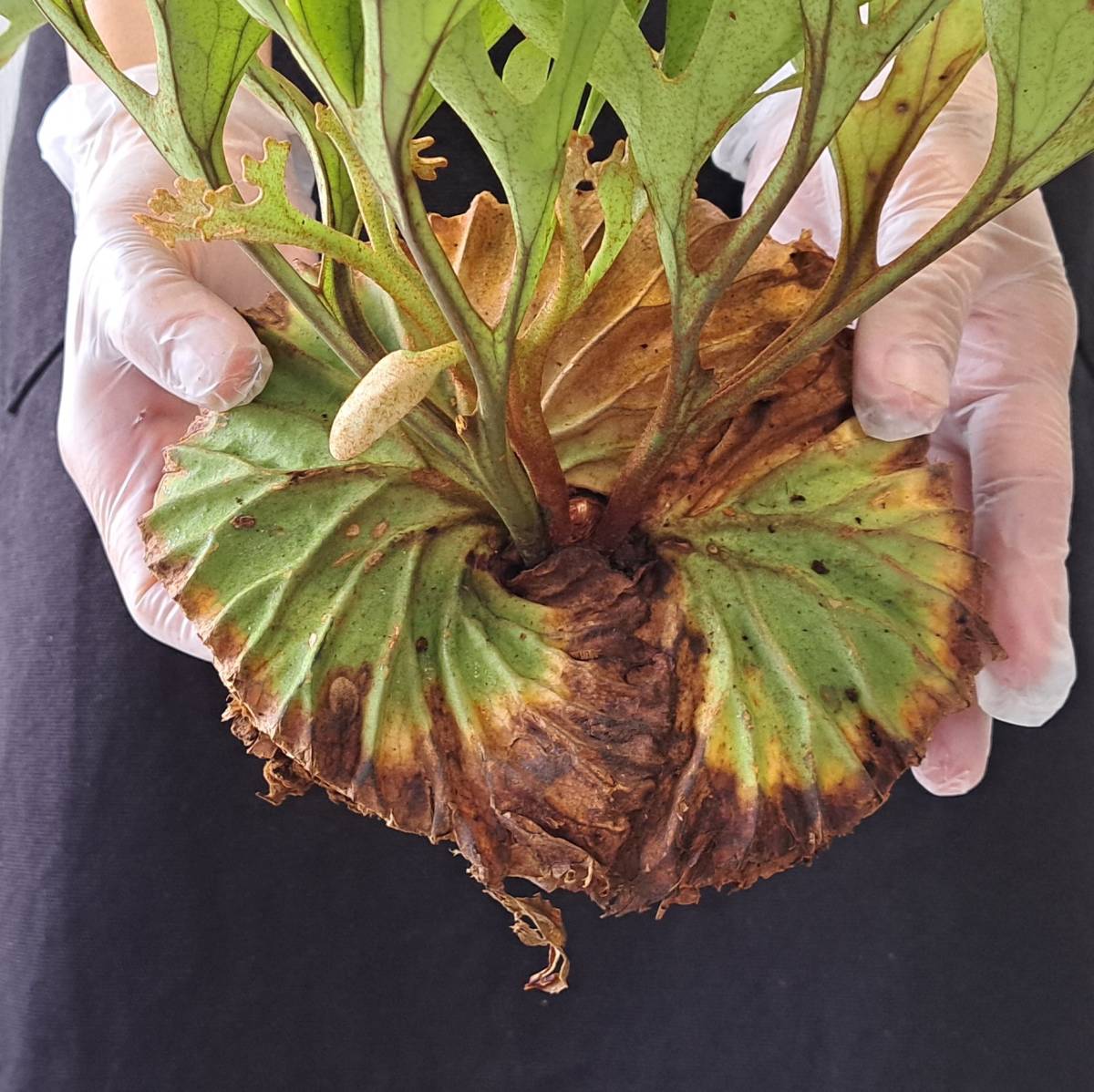 ☆1円スタート☆36 ビカクシダ 植物☆Platycerium ridleyi (プラティケ