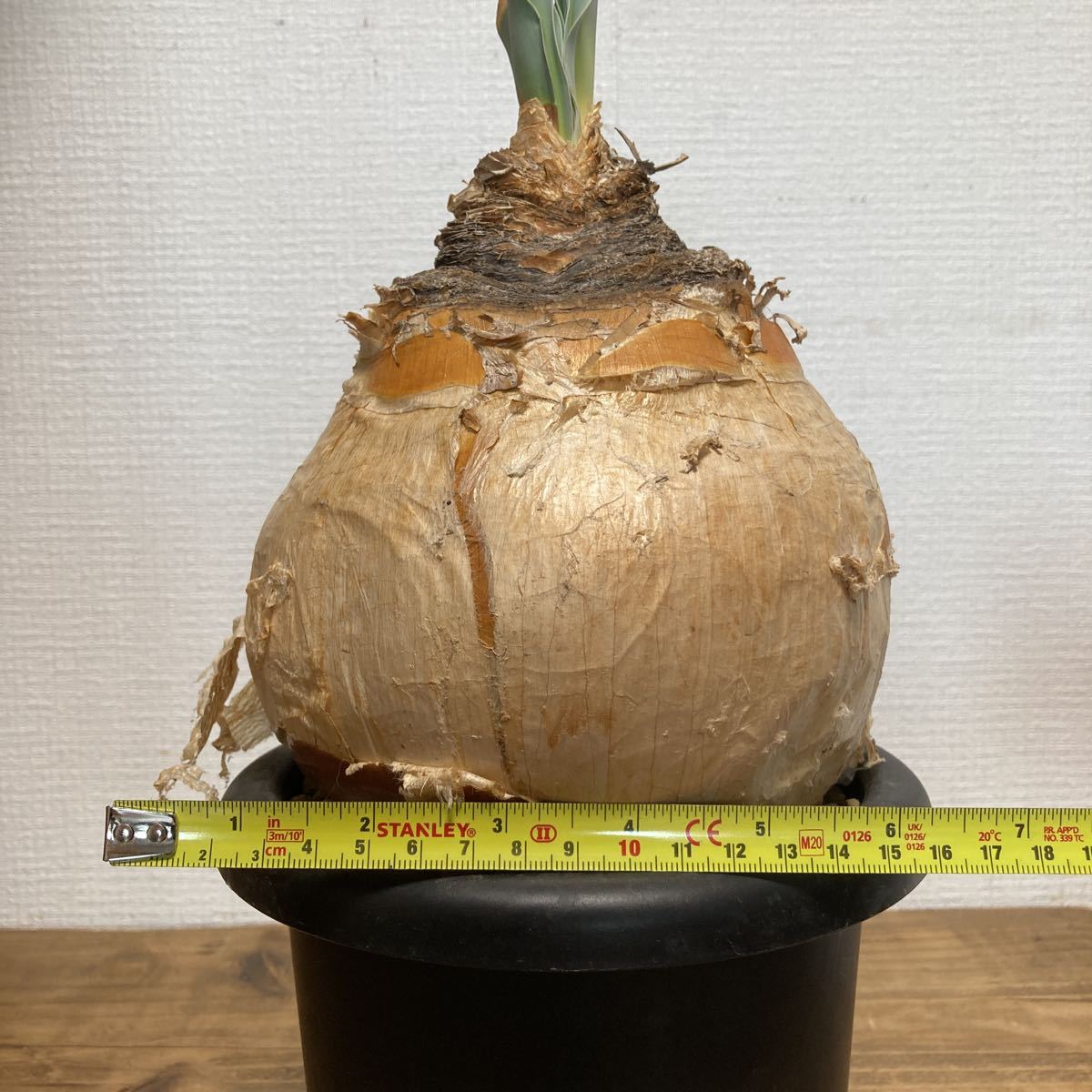 良型 Boophane haemanthoides ブーファン ハエマ | JChereヤフオク代理購入