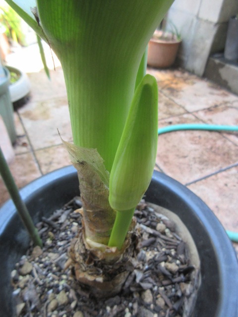 新しい花芽ついています