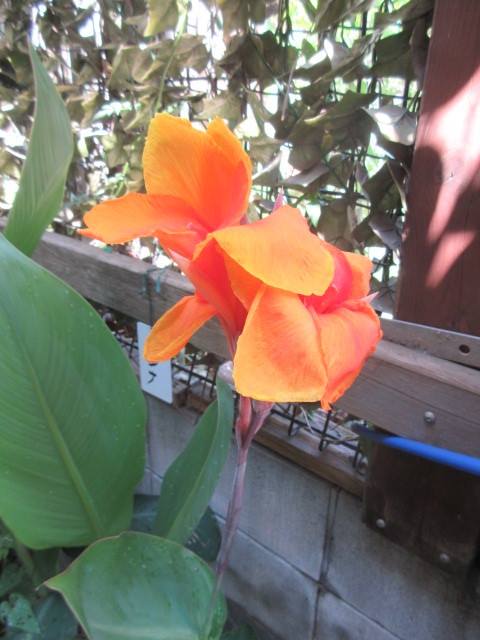 カンナ オレンジ花B 根茎 １個脇芽付き 美しい花を楽しめます 夏から秋にかけ長い期間 花咲きます 強健雑草退治に有効_画像1