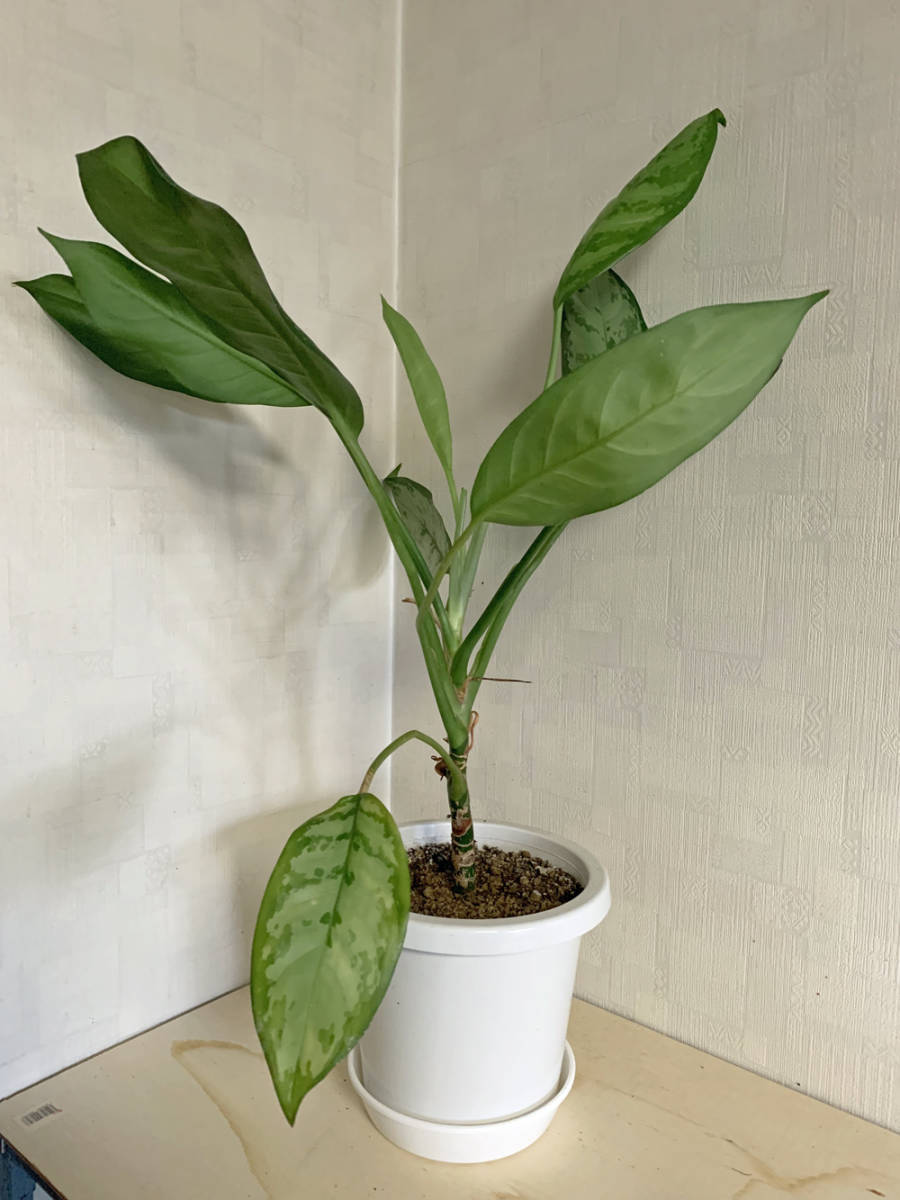  アグラオネマ Aglaonema パロットジャングル"Parrot Jungle" / クリスパム”Crispum”_画像2