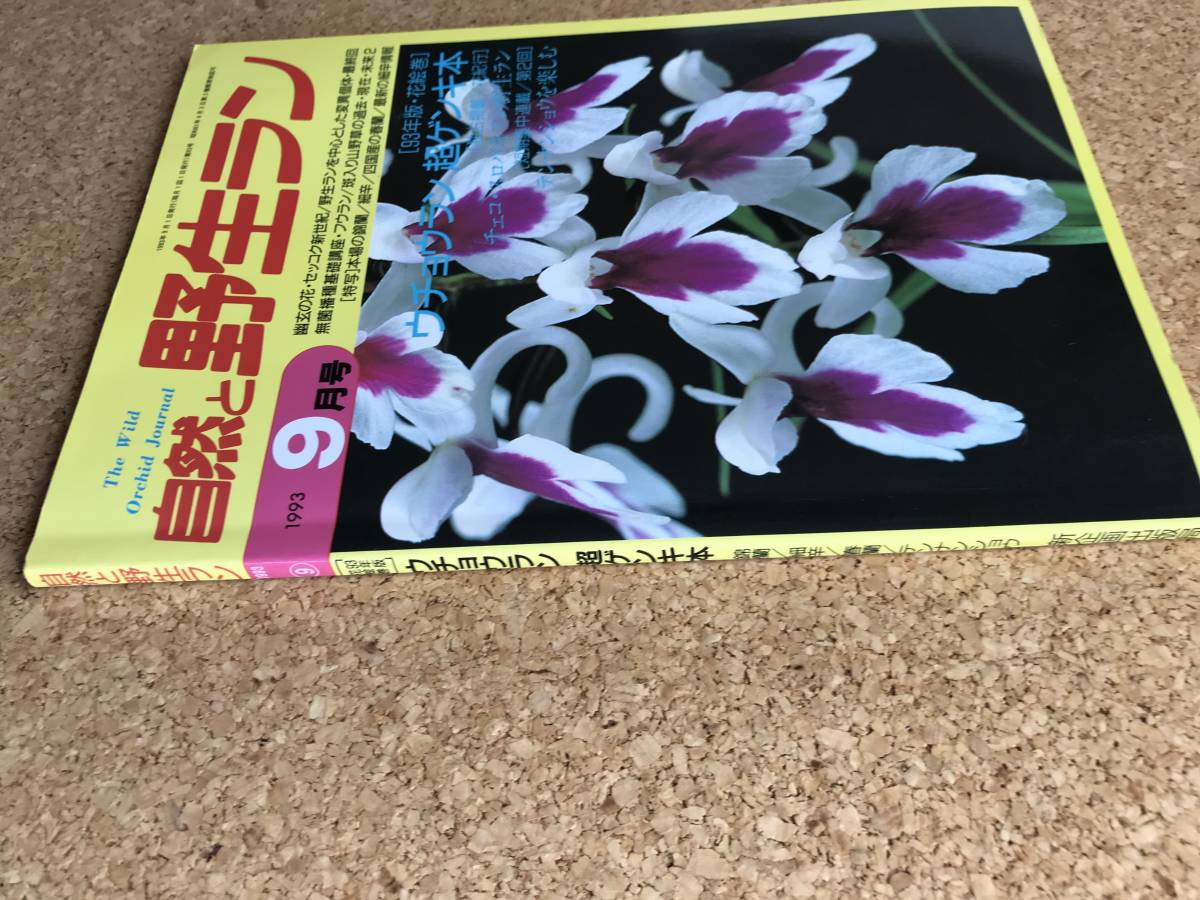  природа .. сырой Ran 1993 год 9 месяц номер *uchou Ran Miyama uzla весна орхидея тонн наан shou Dendrobium moniliforme * садоводство JAPAN